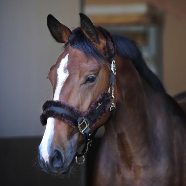 Kentucky Nylon sheepskin halter