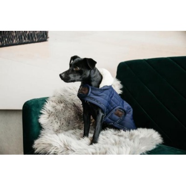 Kentucky dog coaut Pearls
