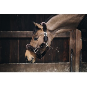 Kentucky halter with lamb