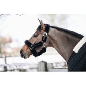 Kentucky halter with lamb