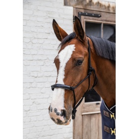 Kentucky GD nöörpäitsed