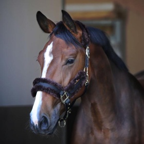 Kentucky Nylon sheepskin halter