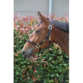 Kentucky control halter