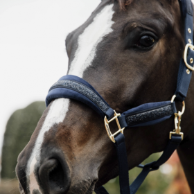 Kentucky halter Glitter Stone