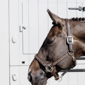 Kentucky PEARLS HALTER