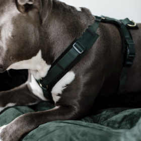 Dog Harness active velvet 