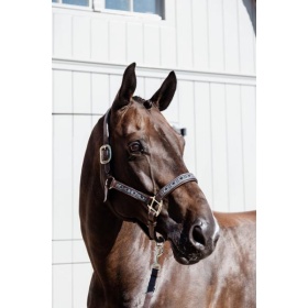 Kentucky pearls halter