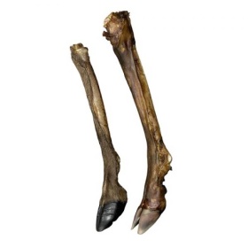 Kuivatatud naturaalne hirve jalg 1tk