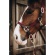 Kentucky-Horsewear-Plaited-Nylon-Head-Collar-Bordeaux-1.jpeg
