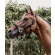 kentucky-horsewear-plaited-nylon-halter-black-731915-en.jpeg