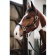 kentucky-horsewear-plaited-nylon-halter.jpeg