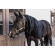 Kentucky talve sall full Kentucky talve sall full