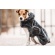 Kentucky dog coat