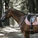 Kentucy Velvet color edition saddle pad